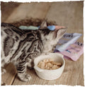 Blink Kitten Food Chicken Selection in Gravy 40x85g - Complete NutritionKittyMart