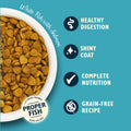 Lily's Kitchen White Fish and Salmon - Natural Ingredients Grain - Free - Dry Cat Food | 4kgKittyMart