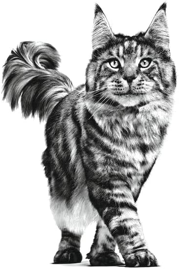 Royal Canin Renal Veterinary Wet Cat Food Chicken 48x85g - Kidney SupportKittyMart