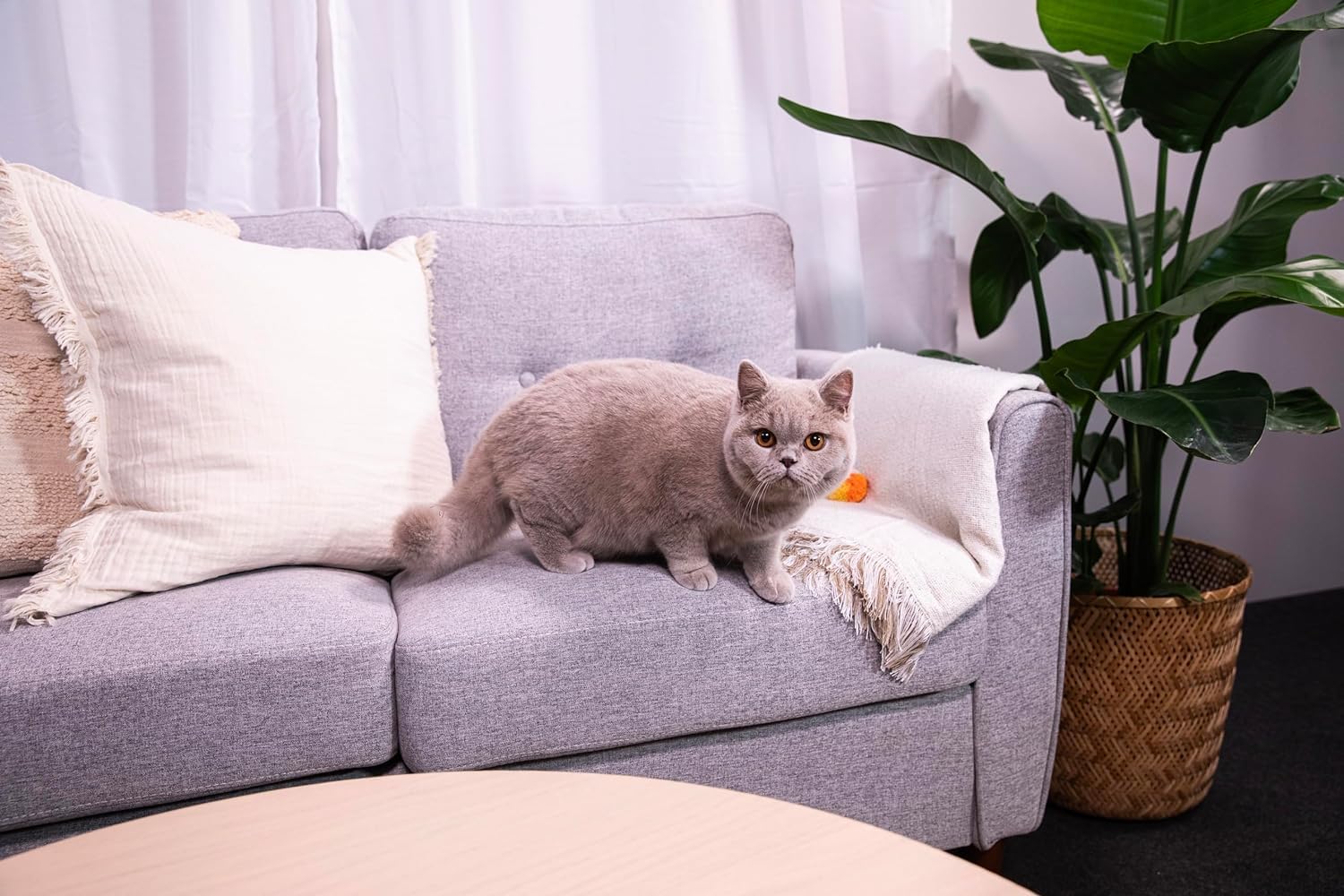 Sanicat Natura Activa 100% Green Natural Clumping Cat Litter 4 x 2.5kgKittyMart
